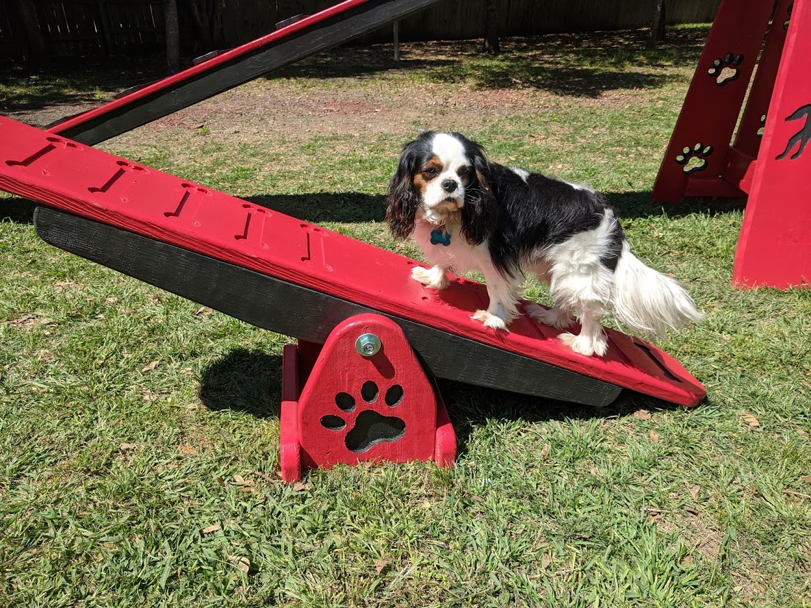 Agility – Mini Teeter Totter - Image 3