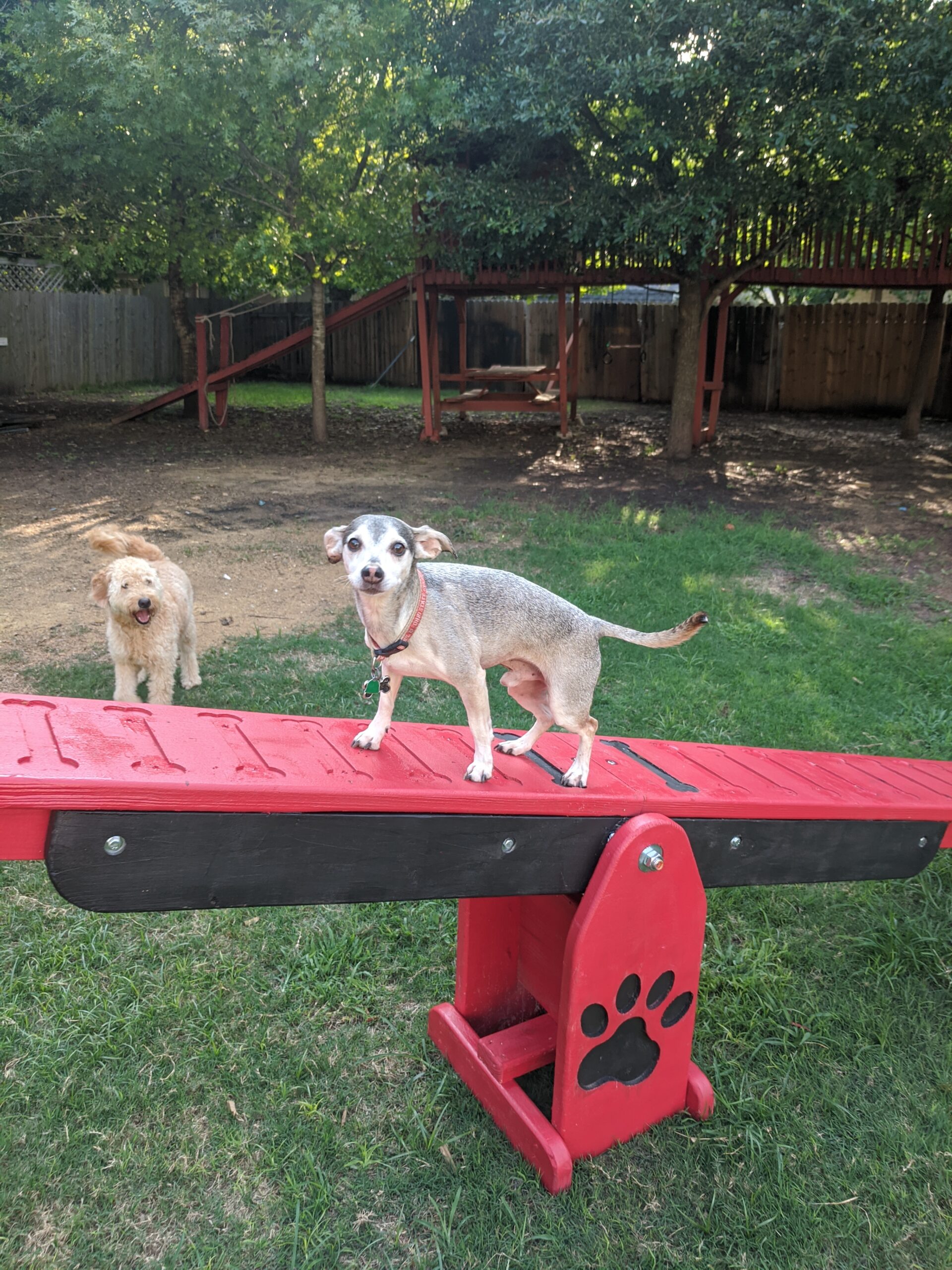 Agility – Teeter Totter - Image 2