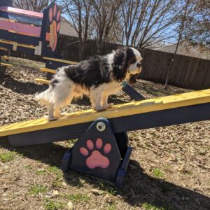 Agility – Mini Teeter Totter