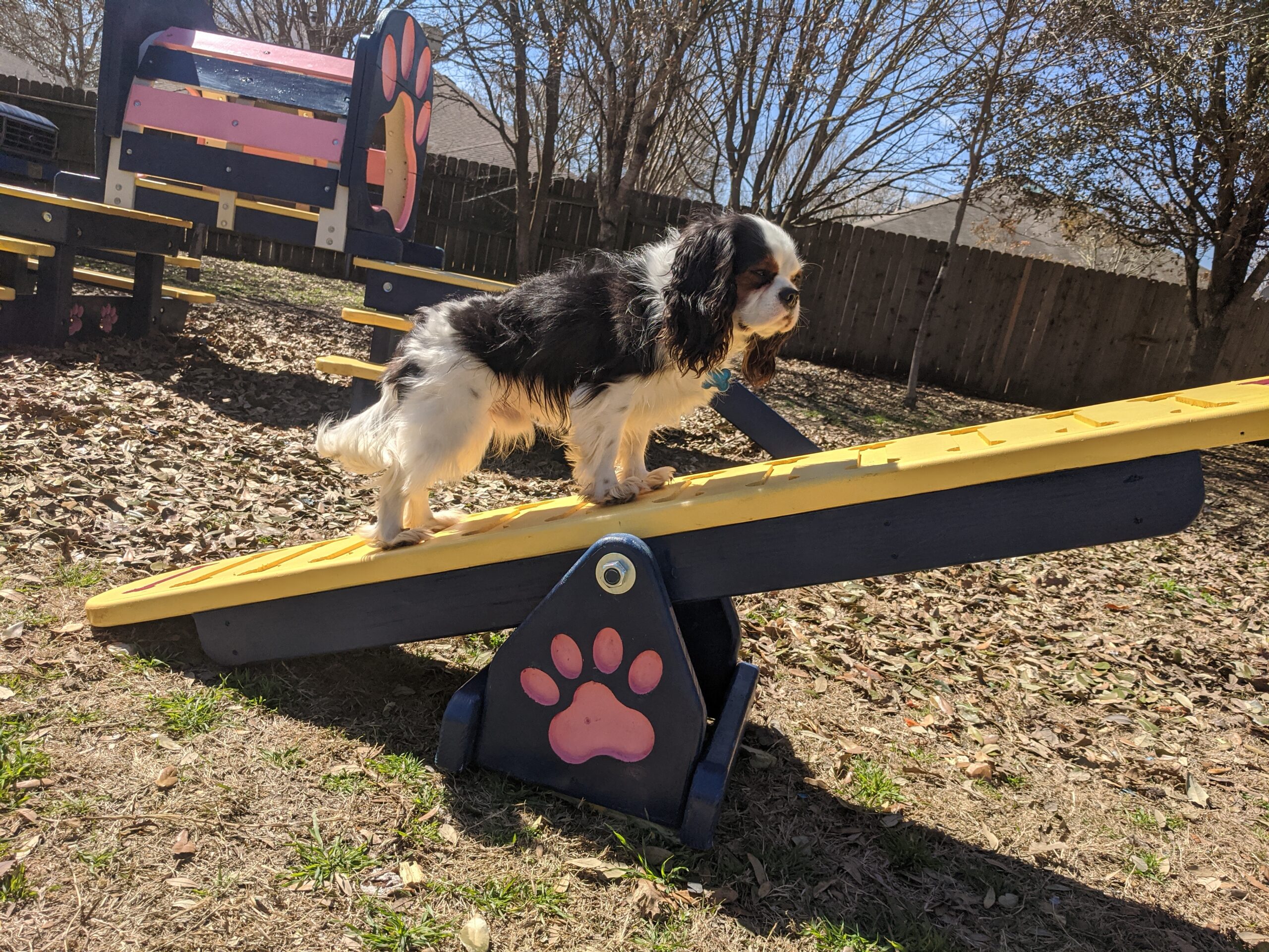 Agility – Mini Teeter Totter
