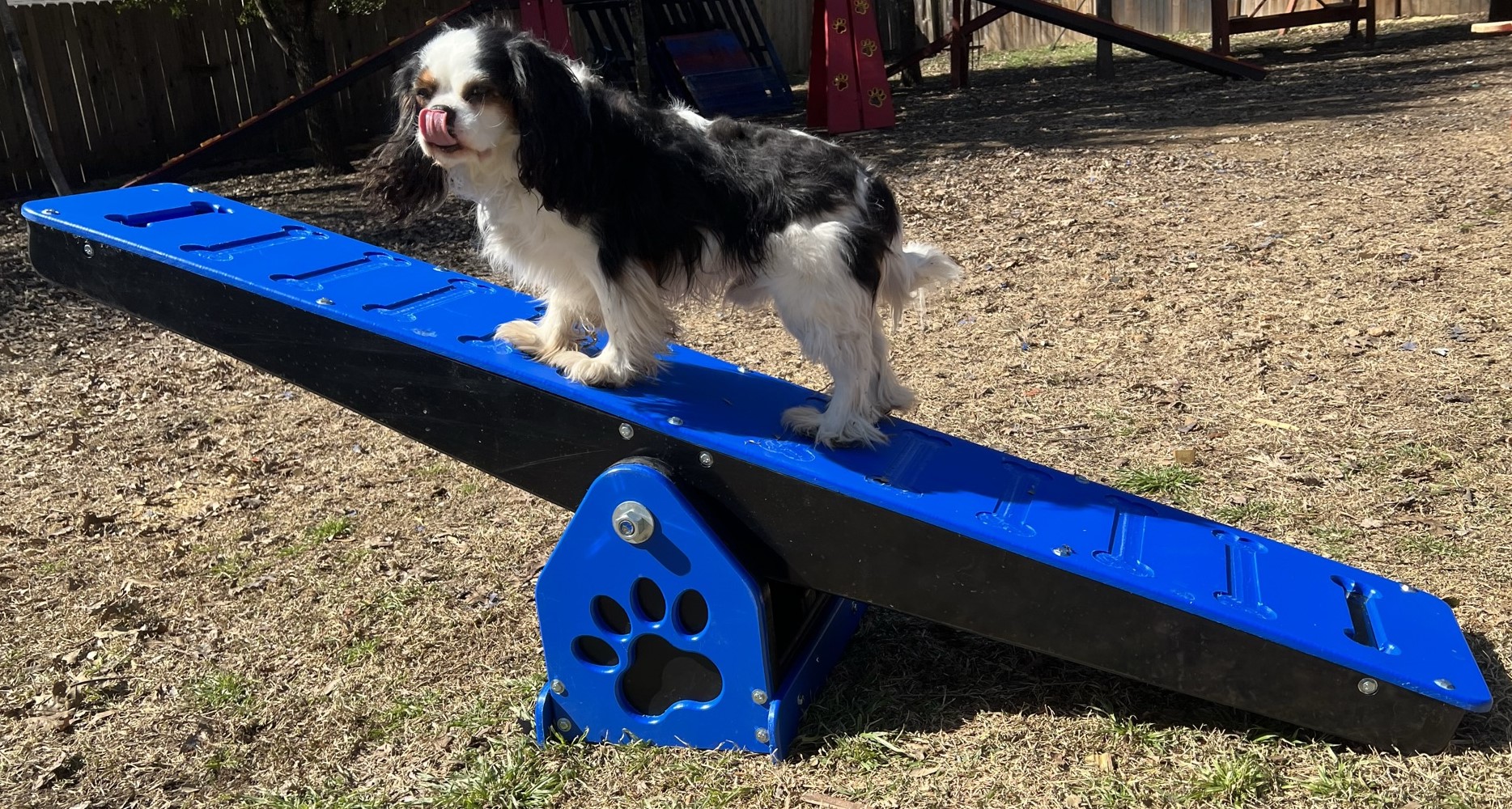 Agility – Teeter Totter - Image 2